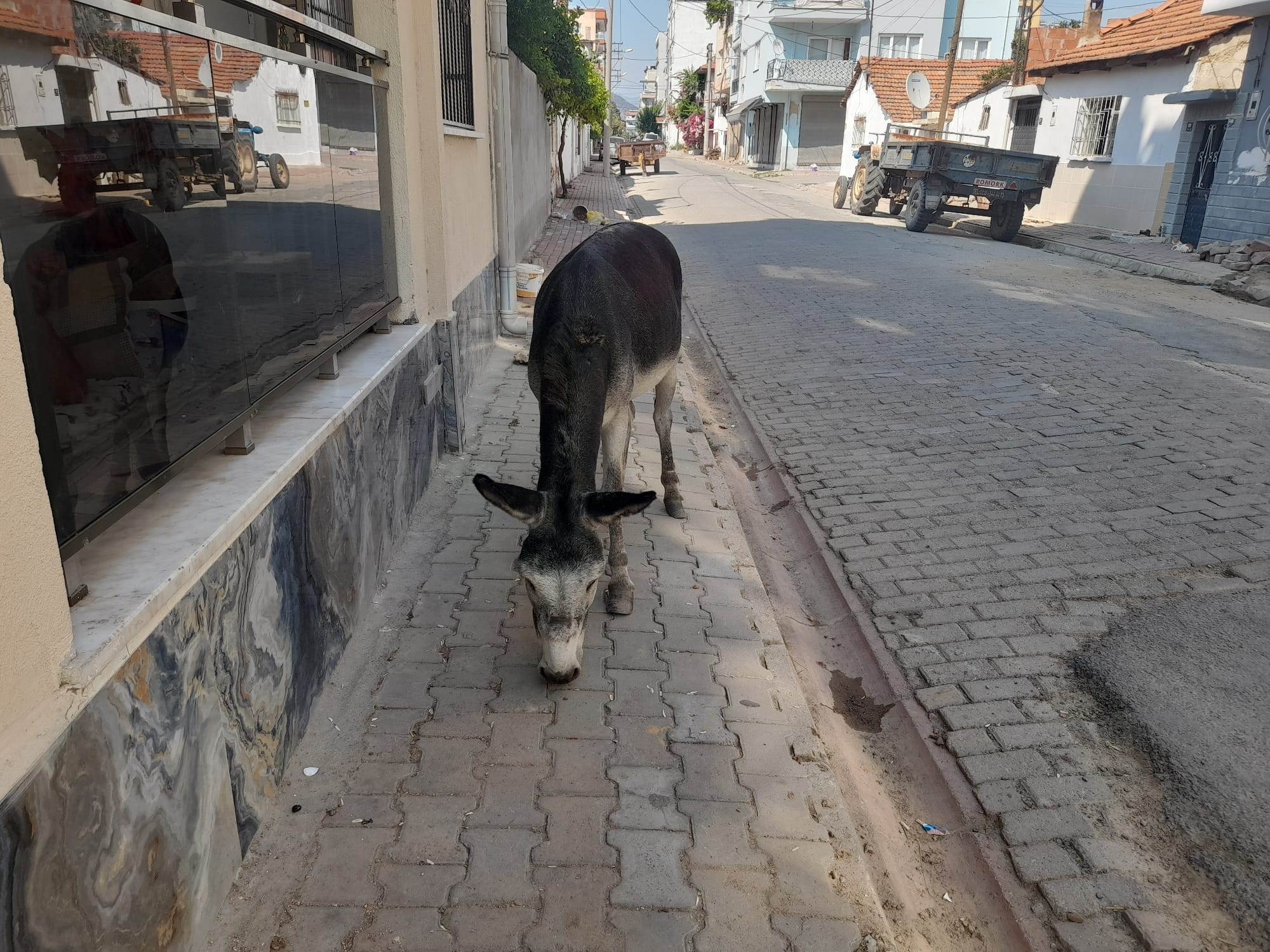 Yolunu kaybeden karakaçan caddeyi birbirine kattı